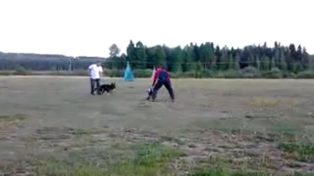 Bacteroides Geysir (1 year old) смотреть онлайн