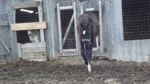 аламан 8 мес 031 смотреть онлайн