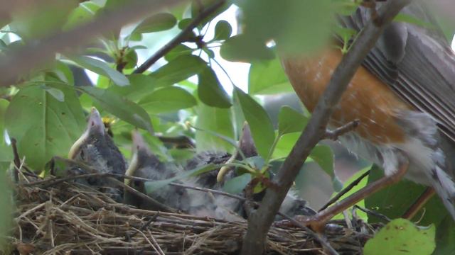 ROBINS NEST смотреть онлайн