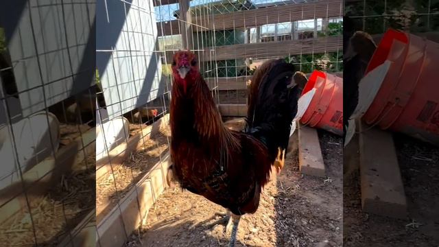 Beautiful Redquill Grey - Jacob Rivera Farms смотреть онлайн