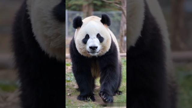 Панда. смотреть онлайн