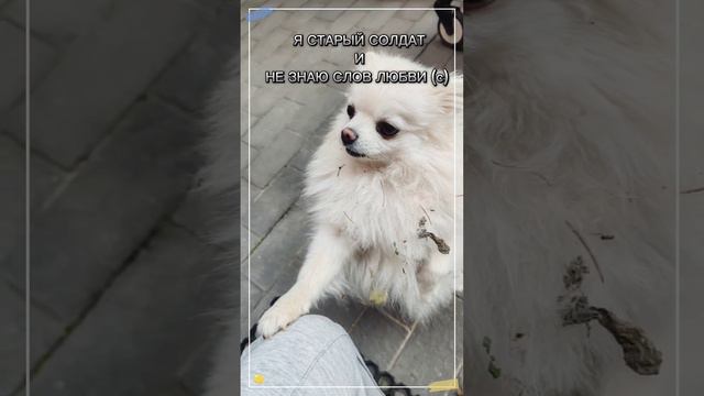 Обычная пятница одного шпица