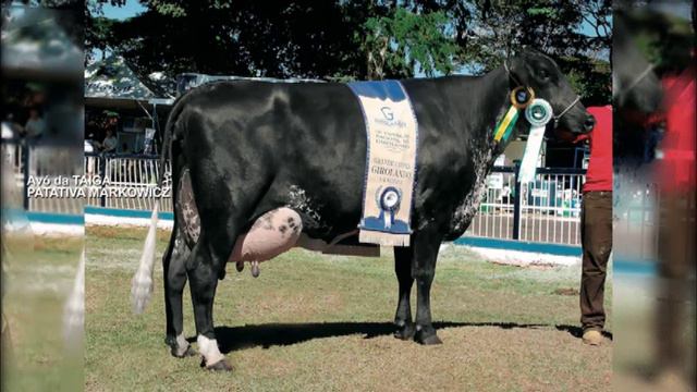 LOTE 055- LEILÃO SITIO MONTE ALEGRE - NELSON ARIZA смотреть онлайн