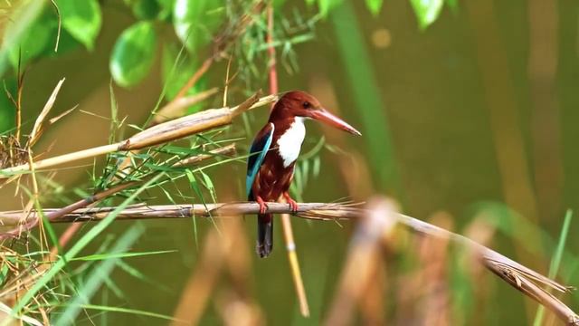 Всем доброго утра и хорошего дня! смотреть онлайн