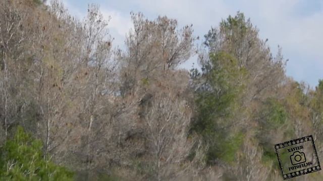 Francesc Munné - Pujada Alcover 2017 | Demon Car R34+ | Frans Francesc Munne смотреть онлайн