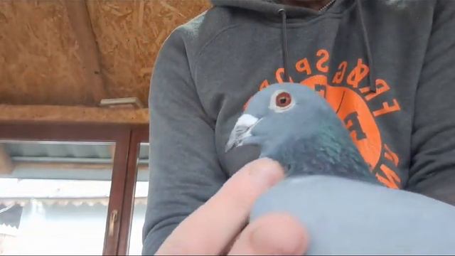 RO 23-137854 M ORIG. ILIE ADRIAN смотреть онлайн