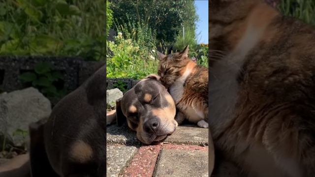 Отправляй любимому смотреть онлайн