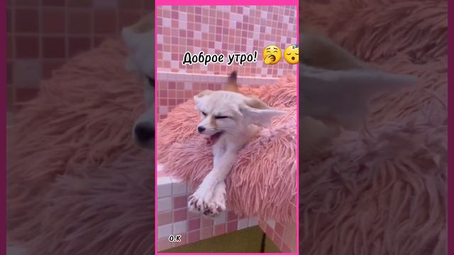 #Доброе #утро! 🥱😴 смотреть онлайн