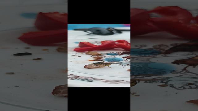 Оса-хищница отгрызает мясо