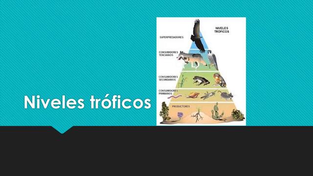 Act 1 4 video ecologia y medio ambiente смотреть онлайн