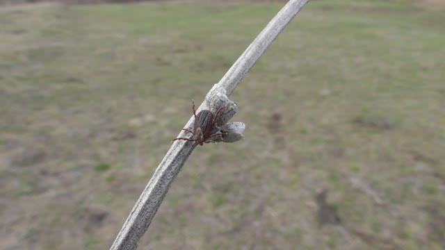 Внимание !!! Клещи !!! ( Ixodidae ) смотреть онлайн