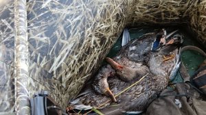 ОХОТА НА УТКУ НА РИСОВОМ БОЛОТЕ