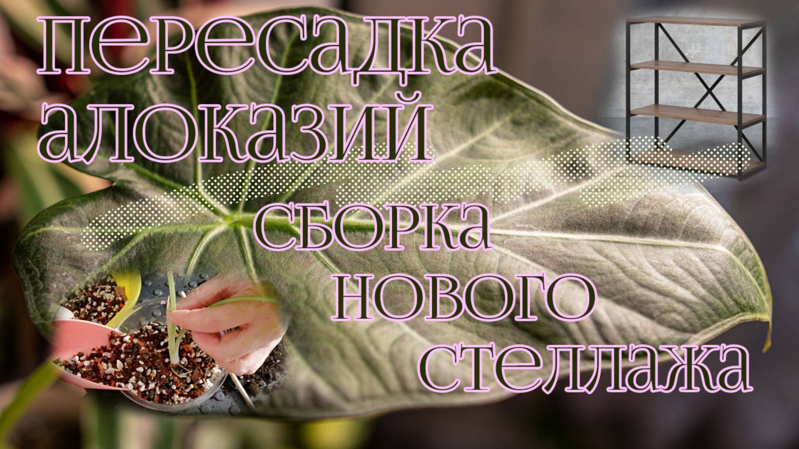 Гидропоника / Пересадка алоказий в минералку / Распаковка и сборка стеллажа смотреть онлайн