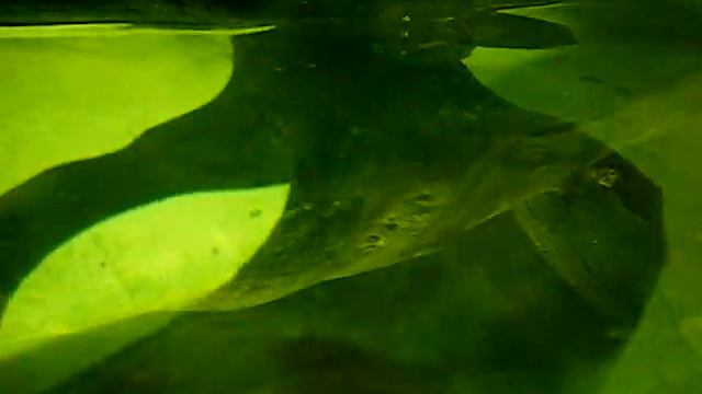 Phrynops hilarii (Duméril & Bibron, 1835) - Tortue st Hilaire - Ménagerie Jardin Plantes - 04/2010 смотреть онлайн