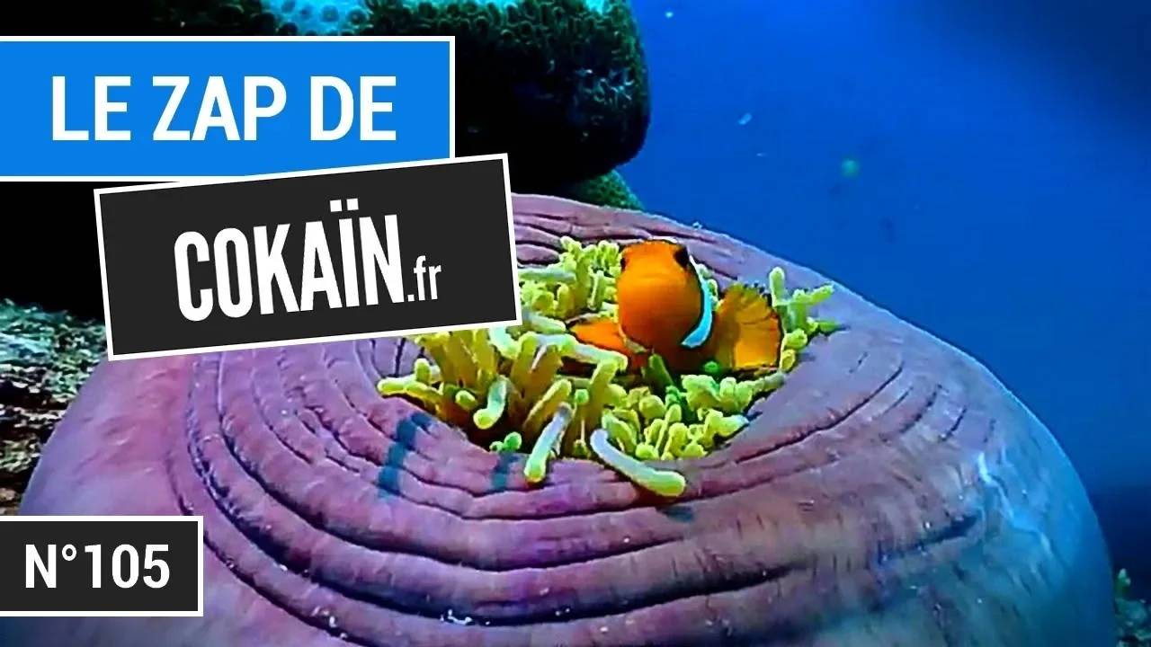 Le Zap De Cokaïn.fr N°105