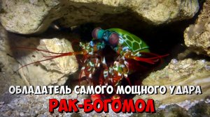 Рак-Богомол | Обладатель самого мощного удара в животном мире