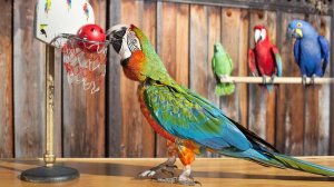 ГОВОРЯЩИЕ И САМЫЕ СМЕШНЫЕ ПОПУГАИ со всего мира | ПРИКОЛЫ С ПОПУГАЯМИ | FUNNY PARROTS часть 4