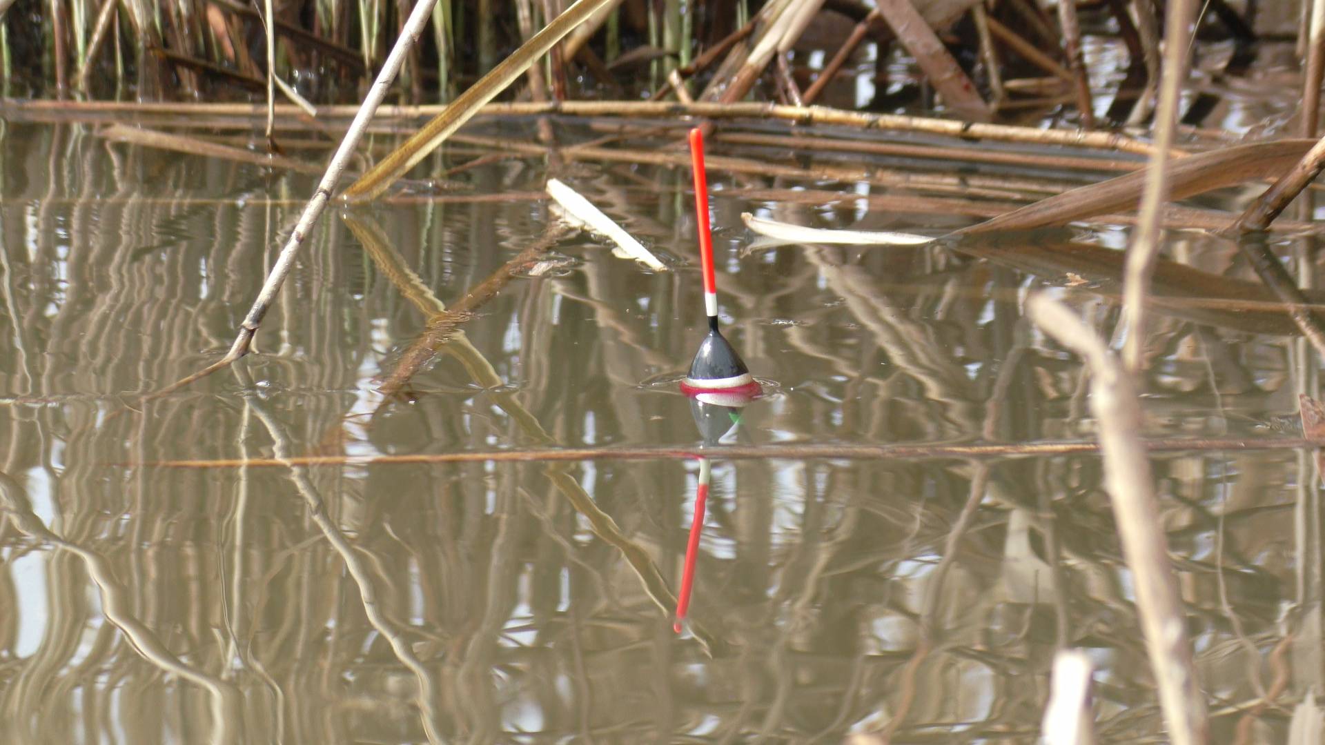 Крупный карась на поплавок. Рыбалка в заливе от Волги. Давно таких не ловил смотреть онлайн