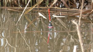 Крупный карась на поплавок. Рыбалка в заливе от Волги. Давно таких не ловил