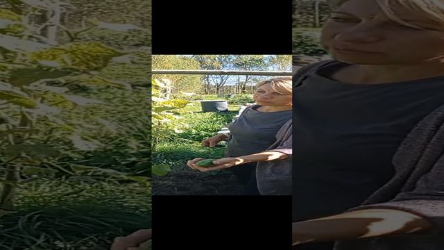 Про огурцы, Итоги операции по спасению