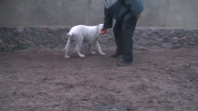 Щенки Гюльджан смотреть онлайн