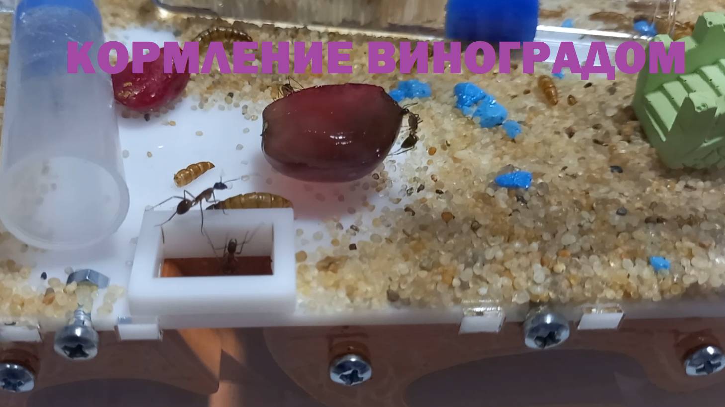 Муравьи 11 серия кормим ВИНОГРАДОМ