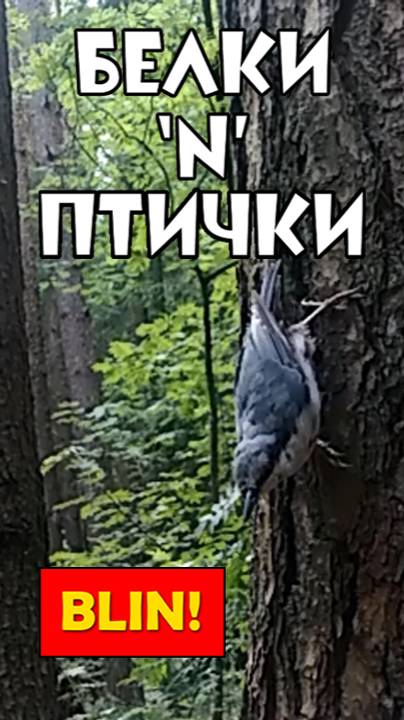 БЕЛКИ-ПТИЧКИ - Ждать тебя