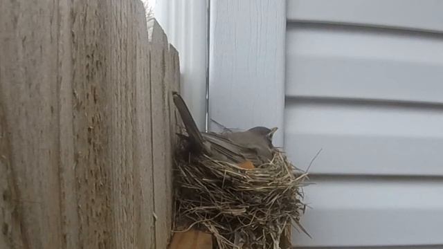 ROBINS ON THE NEST - PART 1 смотреть онлайн