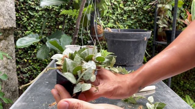 Hoya Krohniana 'super Eskimo' Care And Propagation