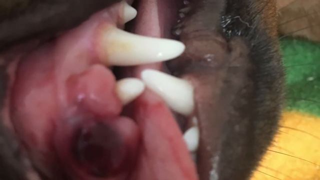 Belinha glaydson смотреть онлайн