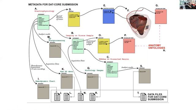 CCFWS Metadata: Kidney Anatomical Knowledge and Metadata смотреть онлайн