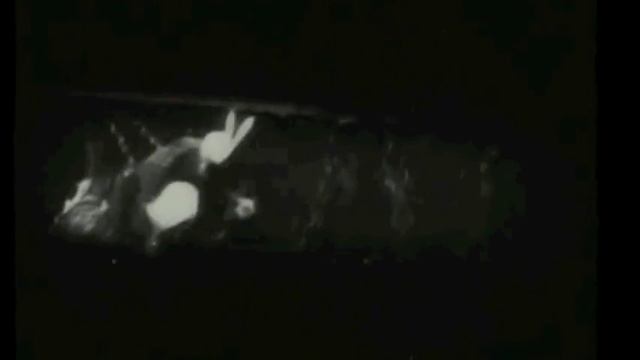 Arturo Angeles - Falling through the rabbit's hole (fragmento) смотреть онлайн