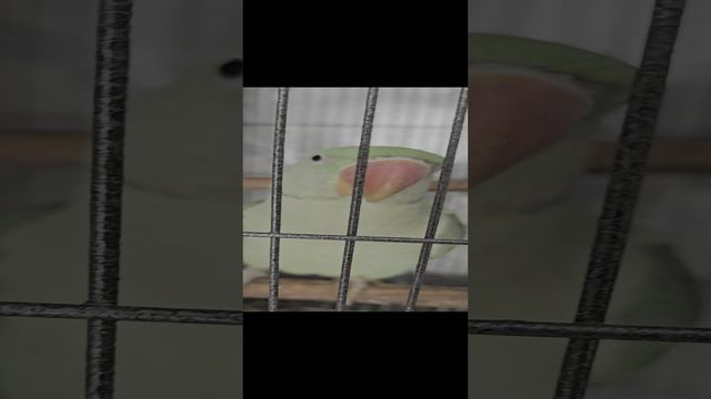 александрийский попугай  Гриша пролетарский