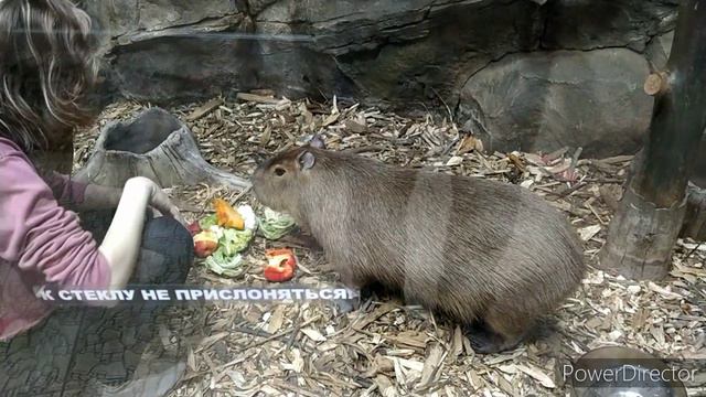 Тула_2021_2_Full HD 1080p_MEDIUM_FR30.mp4 смотреть онлайн