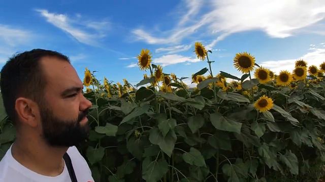 Tokyo Day Trips | Discover Zama Sunflower Festival смотреть онлайн