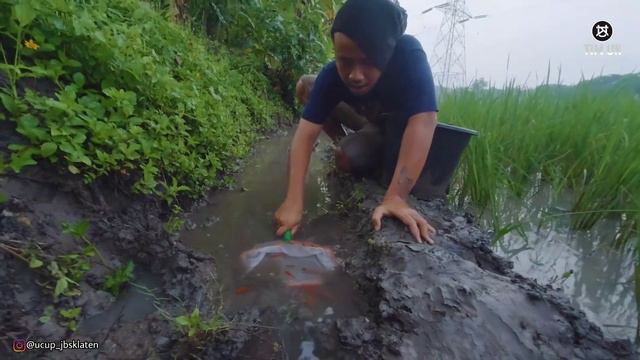 Gini Wis Bahagia... Bermain Ikan Yang Dilepas Di Saluran Irigasi Sawah - TIM UK Ucup Klaten