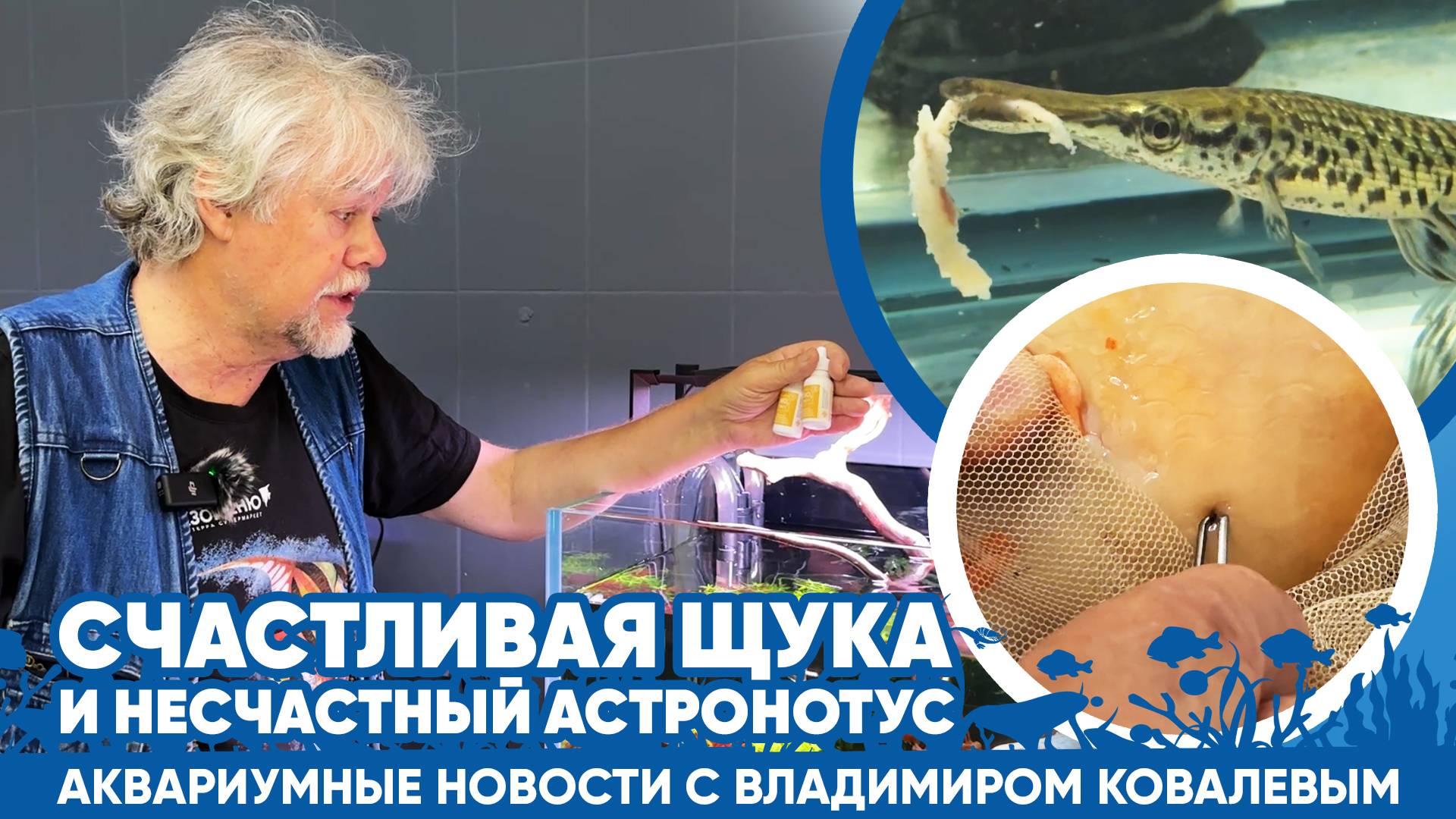 Аквариумные новости с Владимиром Ковалёвым (20.09.2024). Счастливая щука и несчастный астронотус. смотреть онлайн