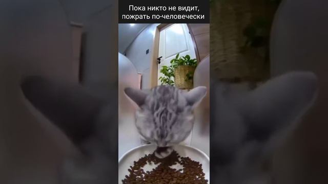 Пока никто не видит, пожрать по-человечески 🤣🤣🤣 смотреть онлайн