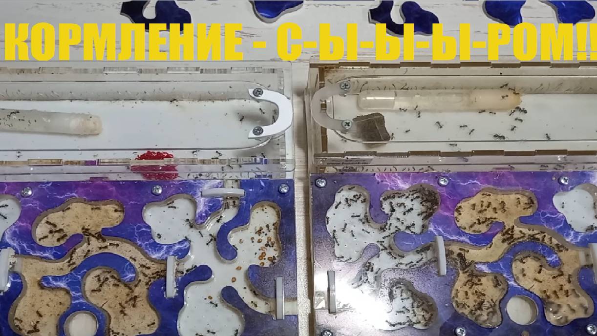 Муравьи 9 серия кормим СЫЫЫРОМ