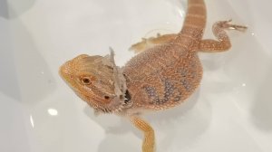 Купание и линька бородатой агамы