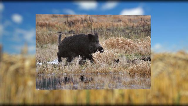 34 ПАХАРЬ И ЛЕВ - Дагестанская Сказка - Читает Светлана Апалькова смотреть онлайн