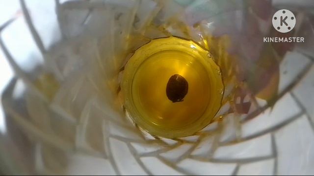 Опыт по теме Дисперсия света. Цвета тел смотреть онлайн