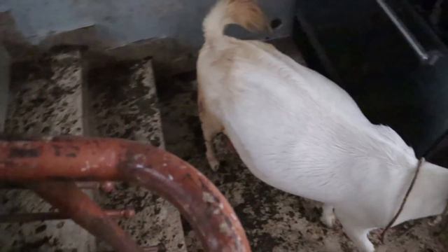 TOOFANI Barish Or Bakri Ki Delivery Goat Care Before & After Birth Explained in Urdu AQ Goat Farm смотреть онлайн