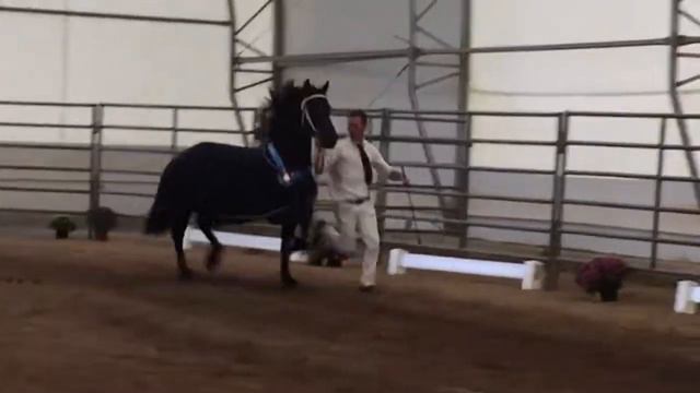 FOR SALE: Friesian mare Helena 1st premie ster, pregnant to Julius 486 смотреть онлайн