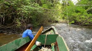 Тропический Лес Амазонии