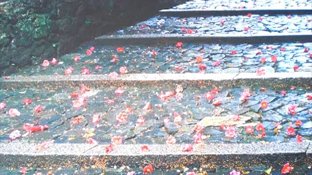 Japanese Cherry Blossoms смотреть онлайн
