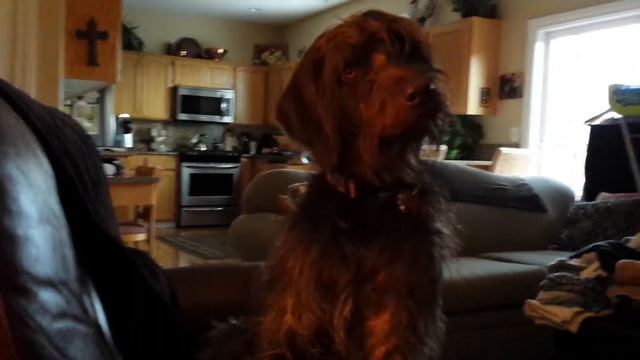 Hoolie the pudelpointer смотреть онлайн