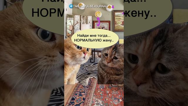 Желание профукано #мыкотики #вмем #разговор #анекдот #шутки #кот #юмор #смешное #прикольно #мемы смотреть онлайн
