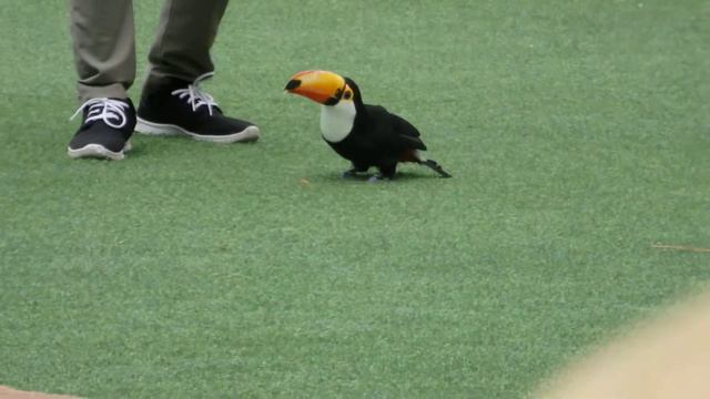 Тук-тук. Винпёрл. Представление с птицами смотреть онлайн