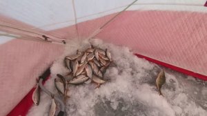 Бешенный клёв сороги. Карьер/Шелехов/декабрь